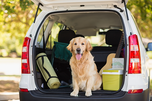 Hints For Travelling With Pets - How To Keep Them Entertained